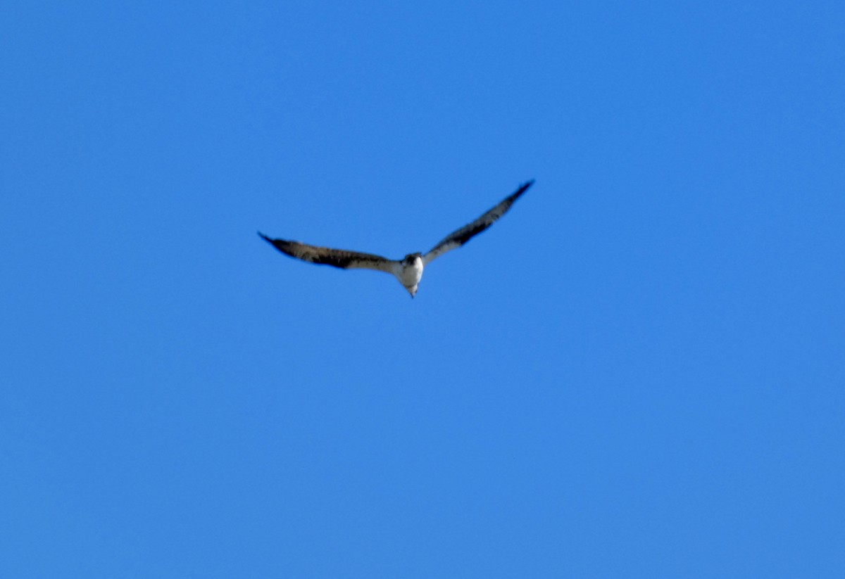 fiskeørn - ML646778917