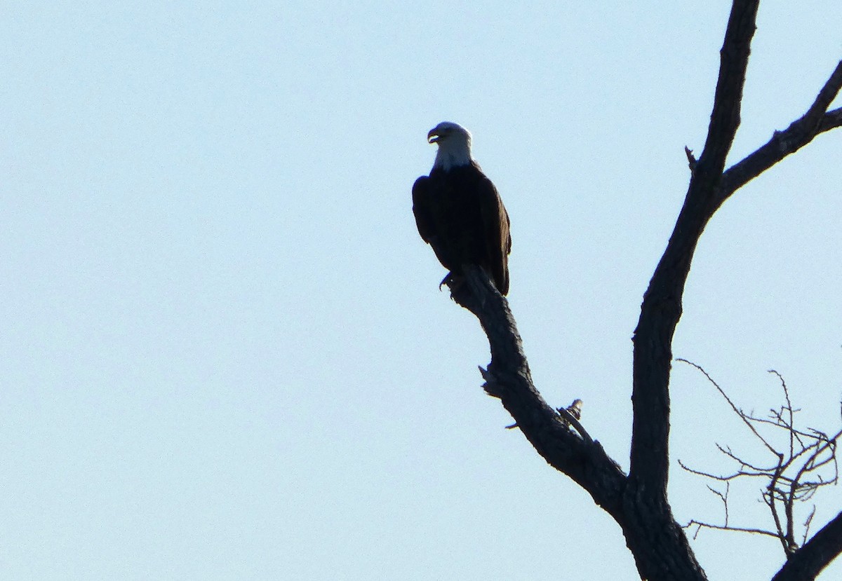 hvithodehavørn - ML646778918