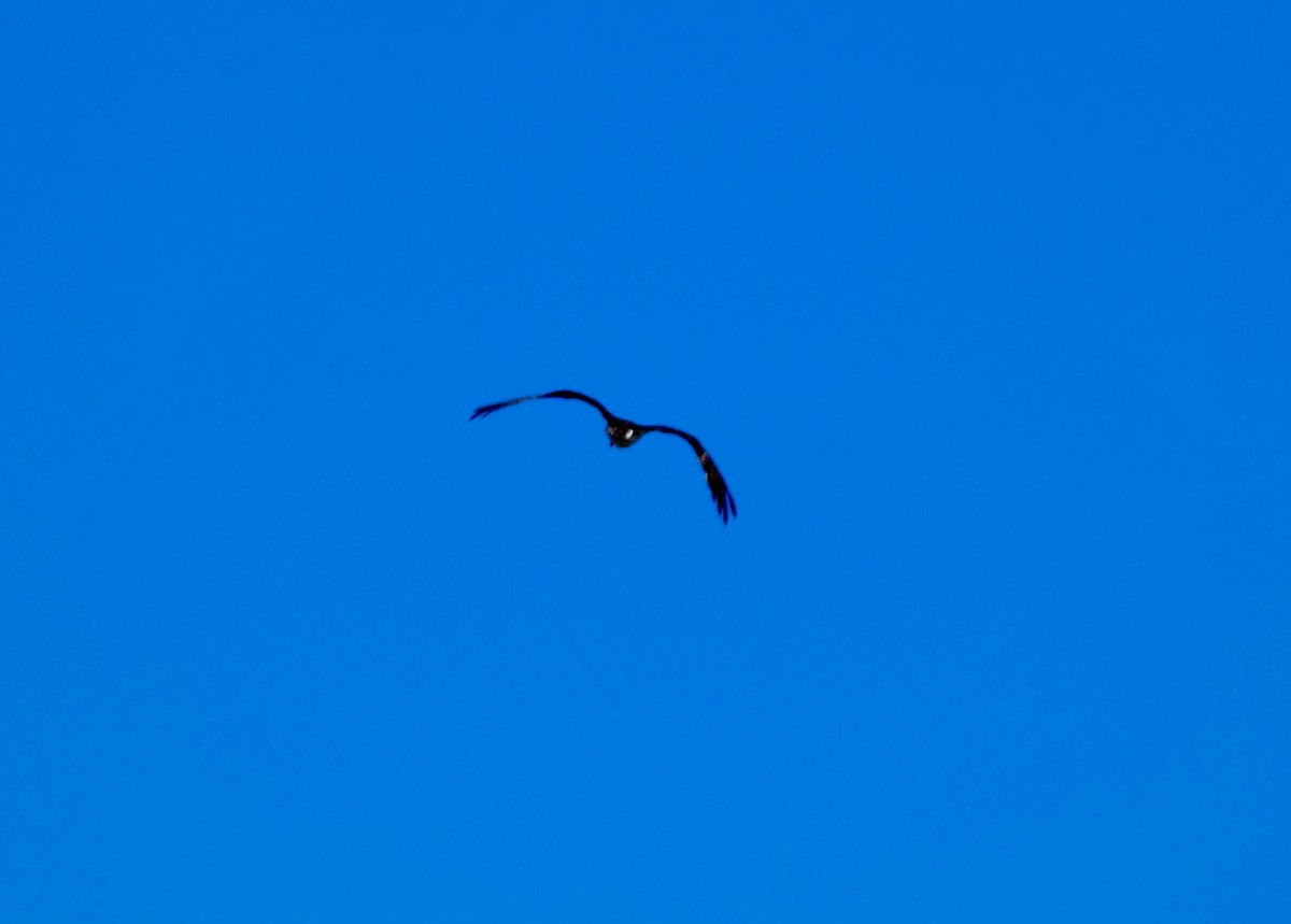 fiskeørn - ML646778919