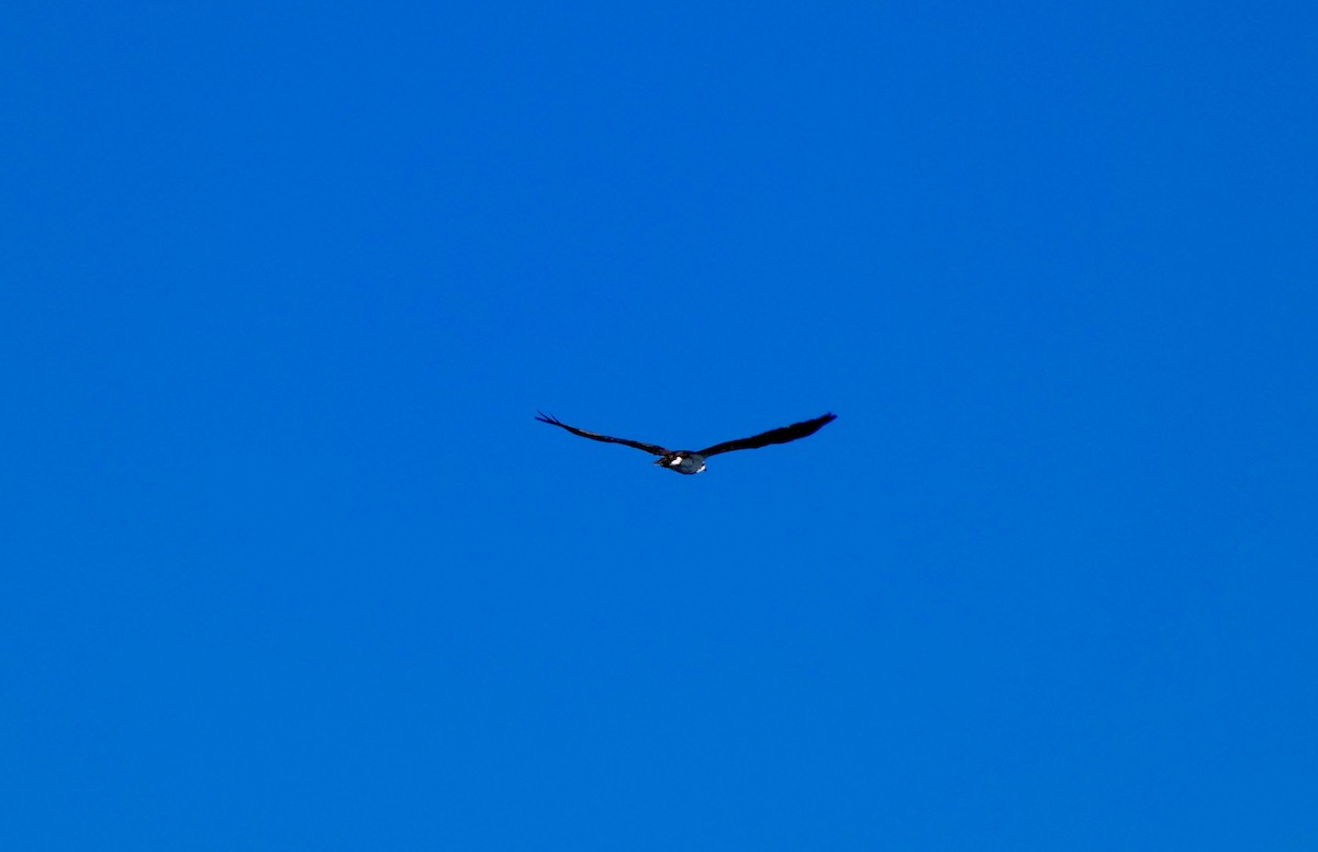 fiskeørn - ML646778920