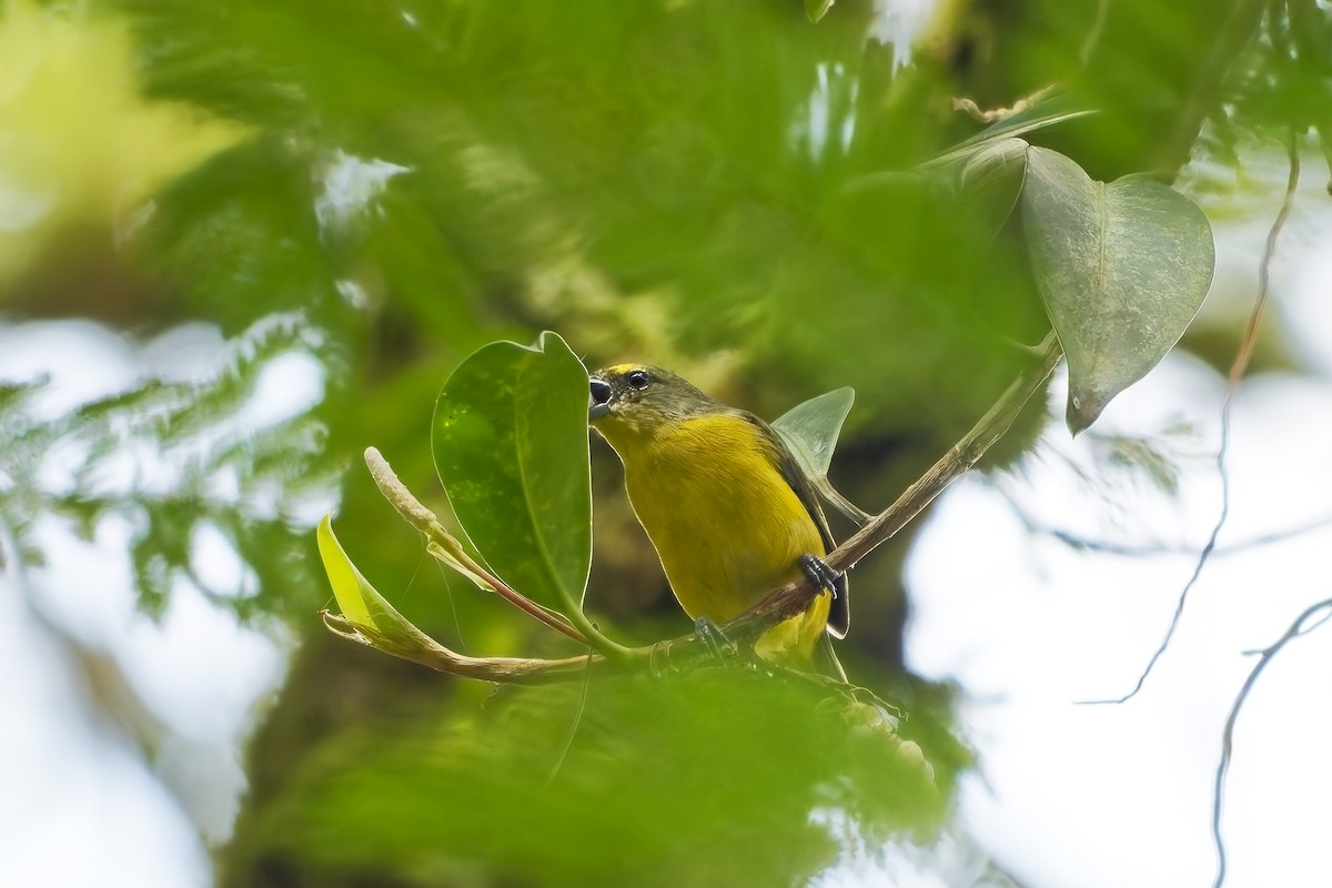 magdalenaeufonia - ML646778921