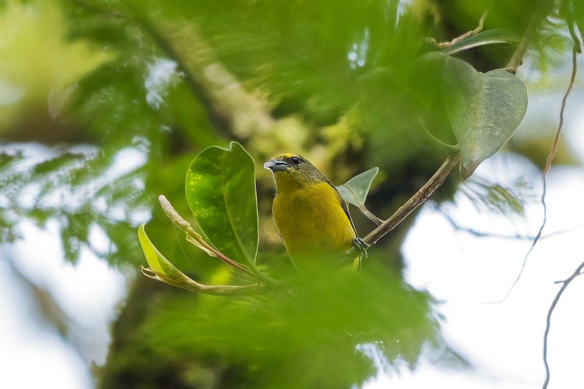 magdalenaeufonia - ML646778922