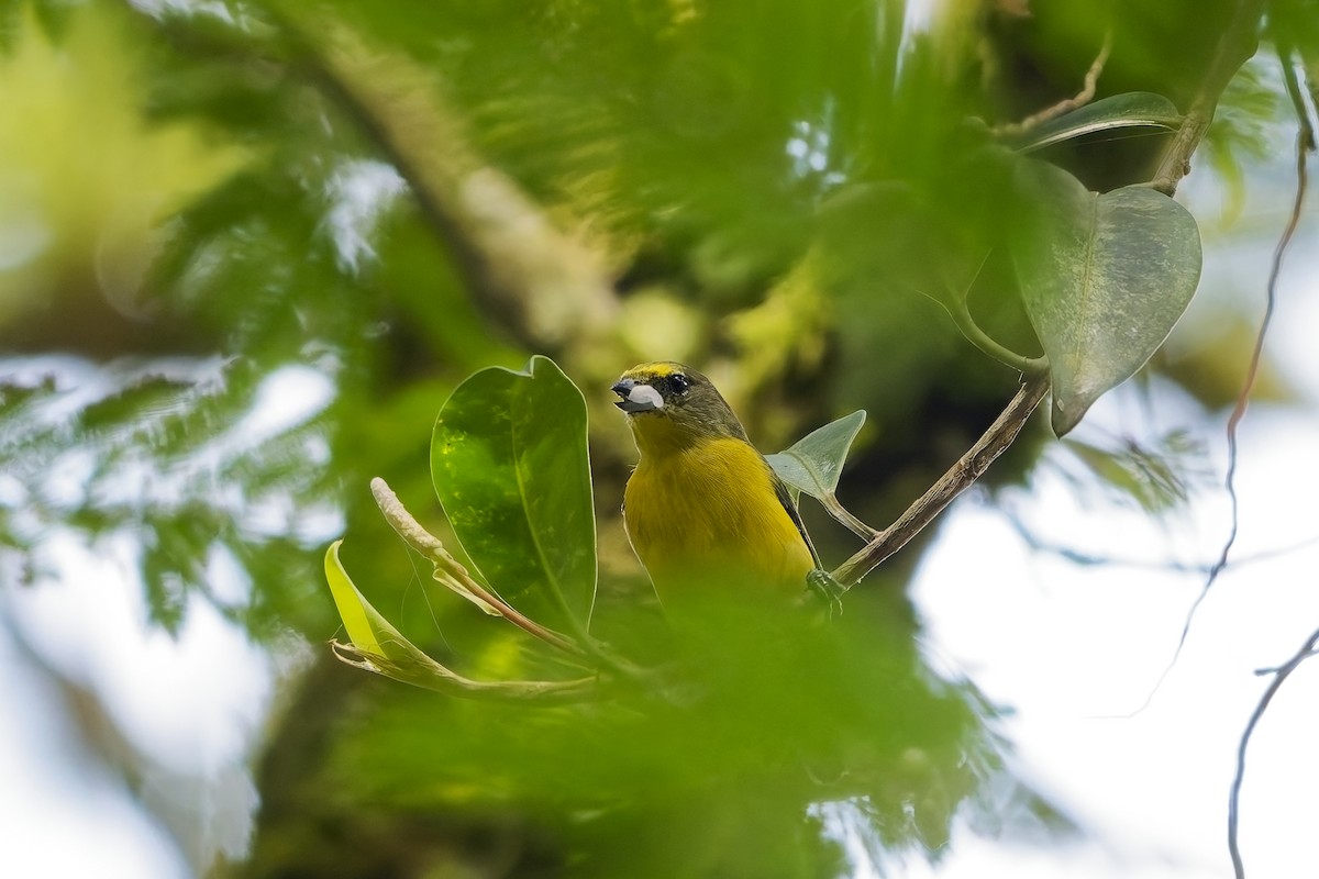 magdalenaeufonia - ML646778923