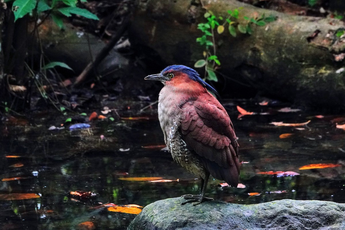 duskdverghegre - ML646778926