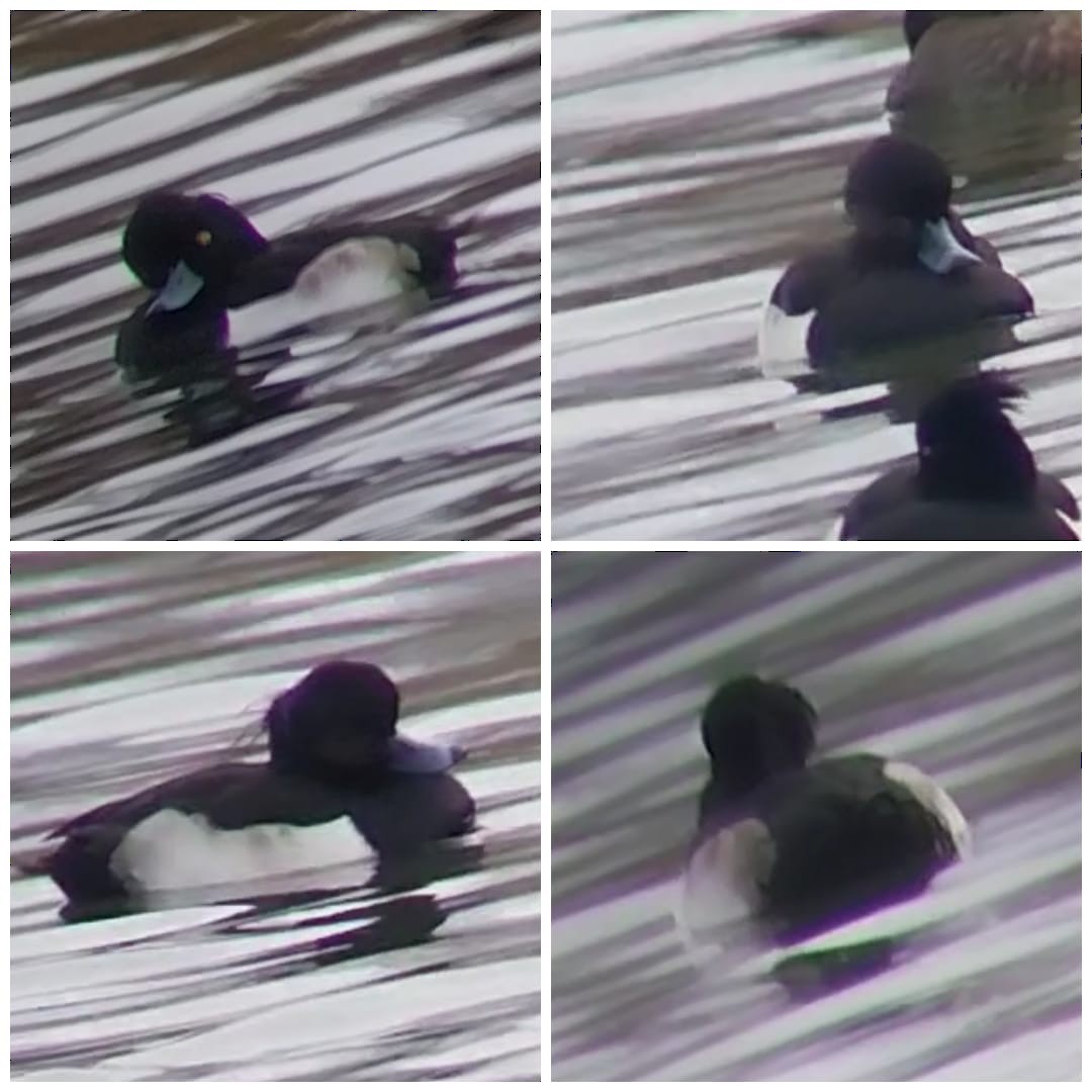 toppand - ML646778927