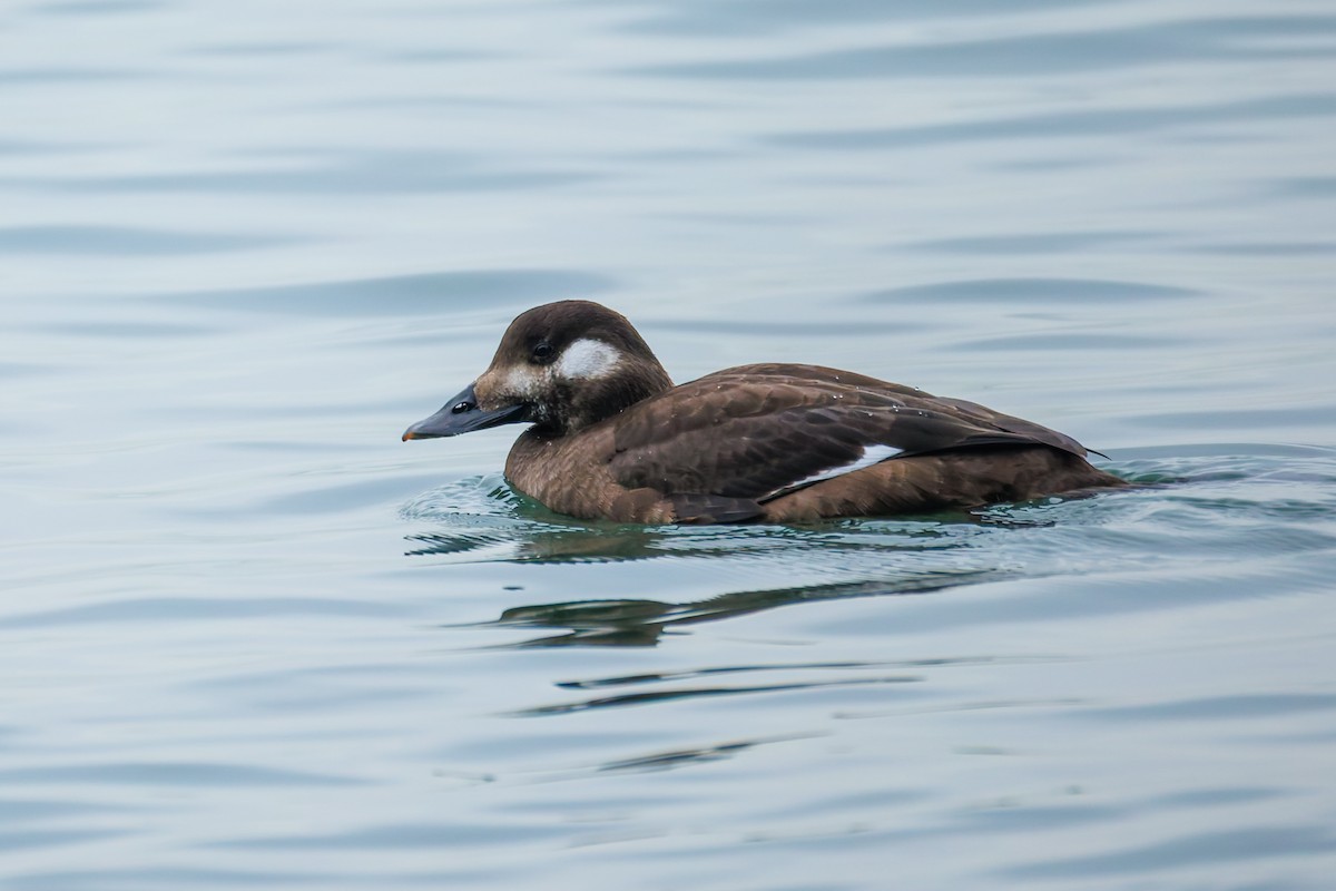 amerikasjøorre - ML646778928