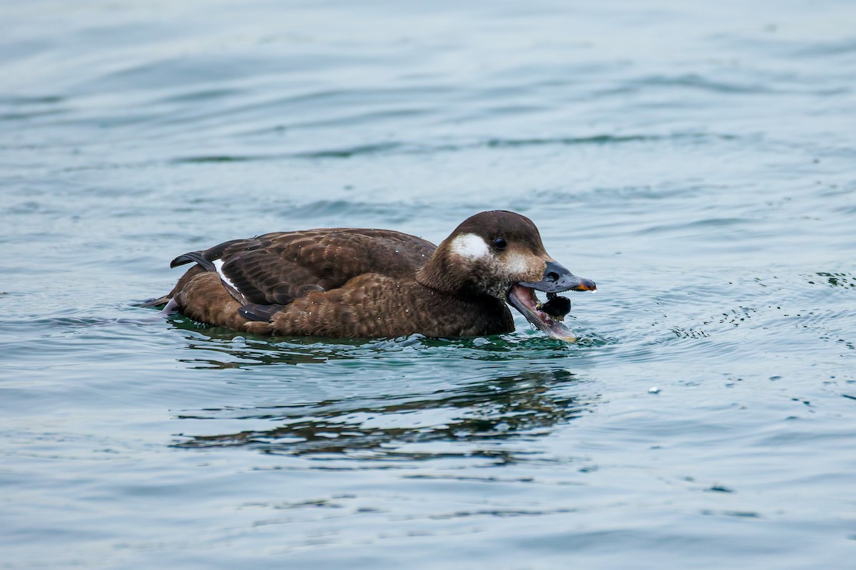 amerikasjøorre - ML646778929