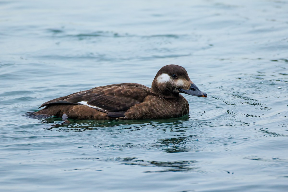 amerikasjøorre - ML646778930