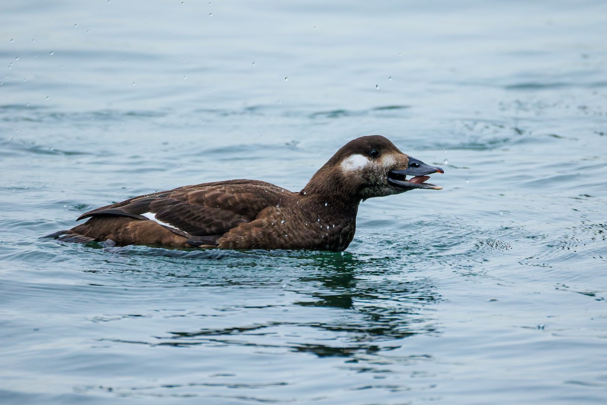 amerikasjøorre - ML646778931