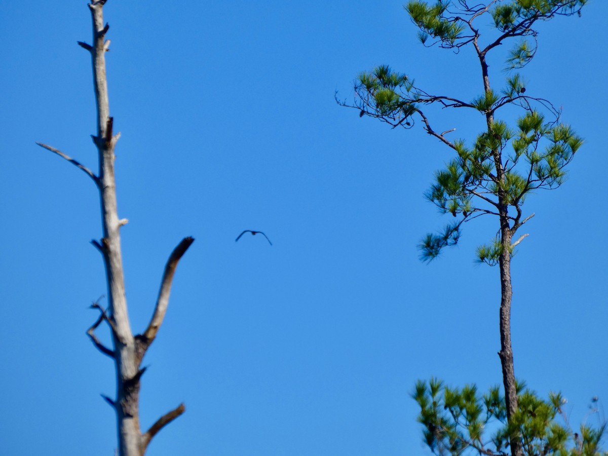 fiskeørn - ML646778932