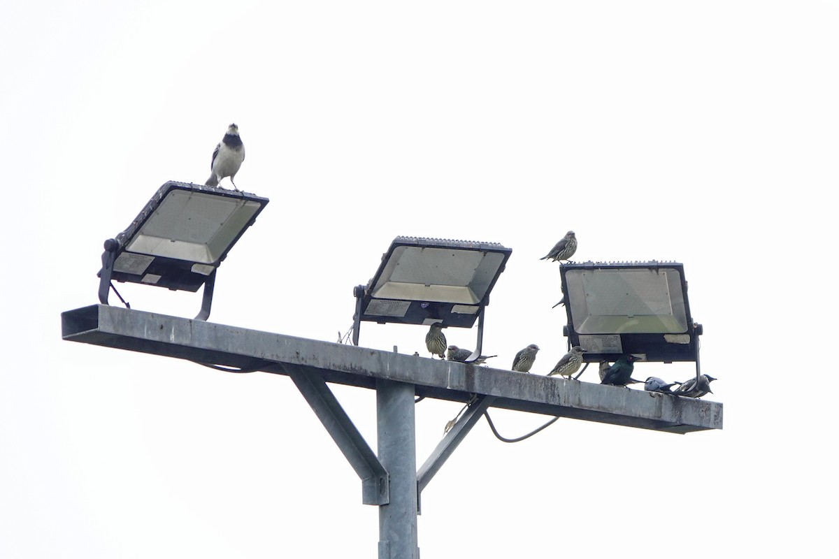 Шпак-малюк філіпінський - ML646778936