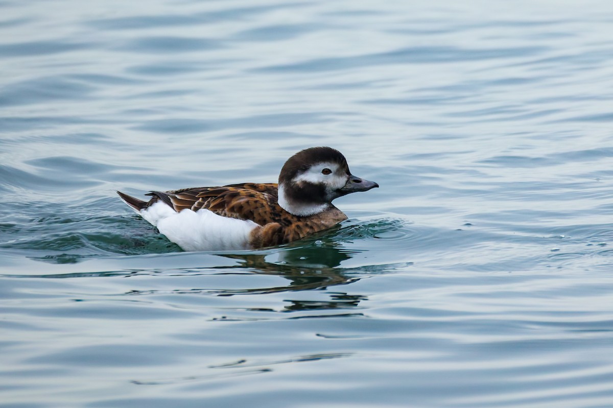 Морянка - ML646778937