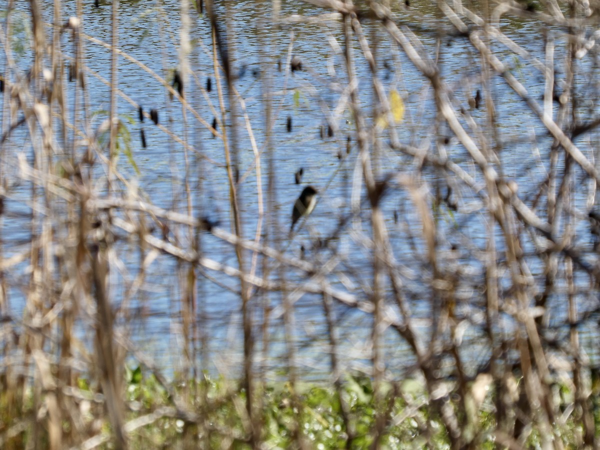 Феб буроспинний - ML646778938