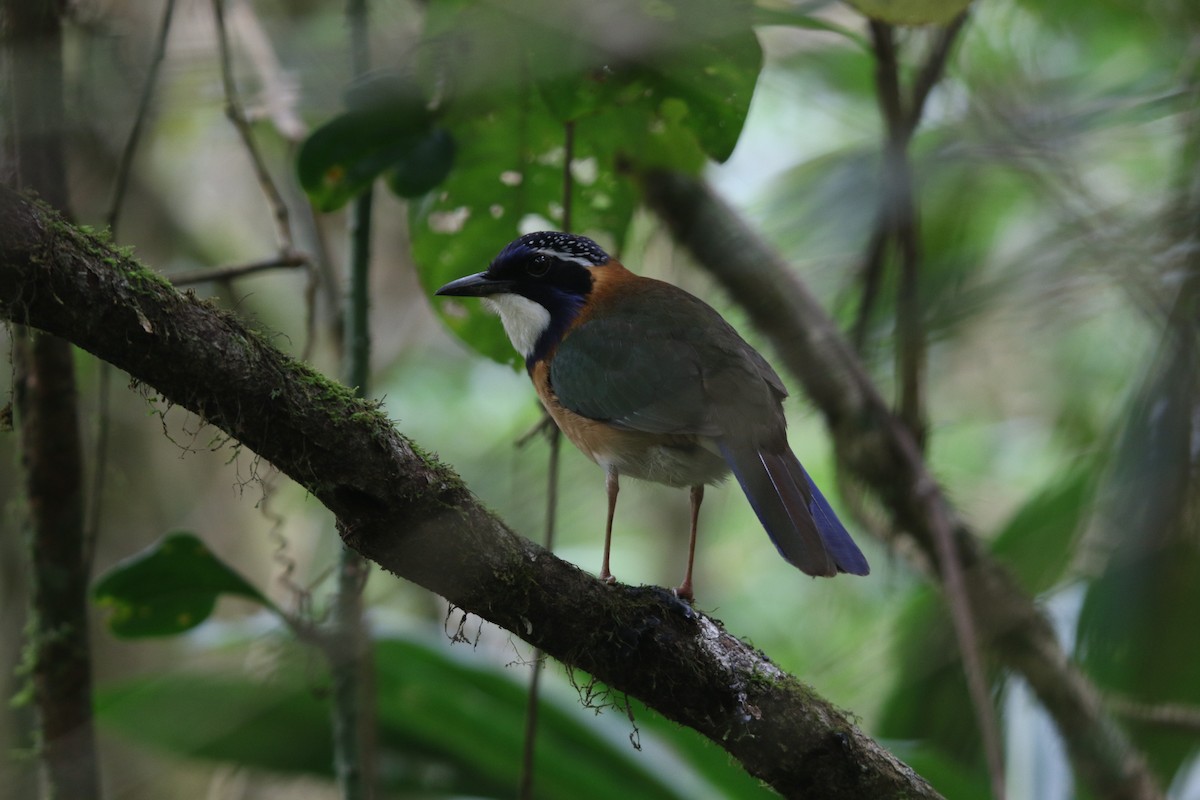 Підкіпка білогорла - ML646778939