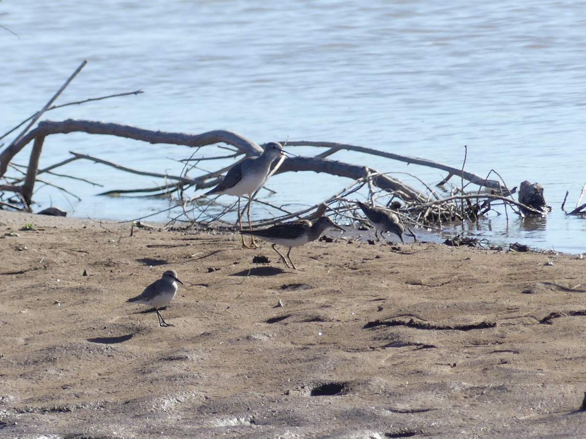 Побережник арктичний - ML646778940