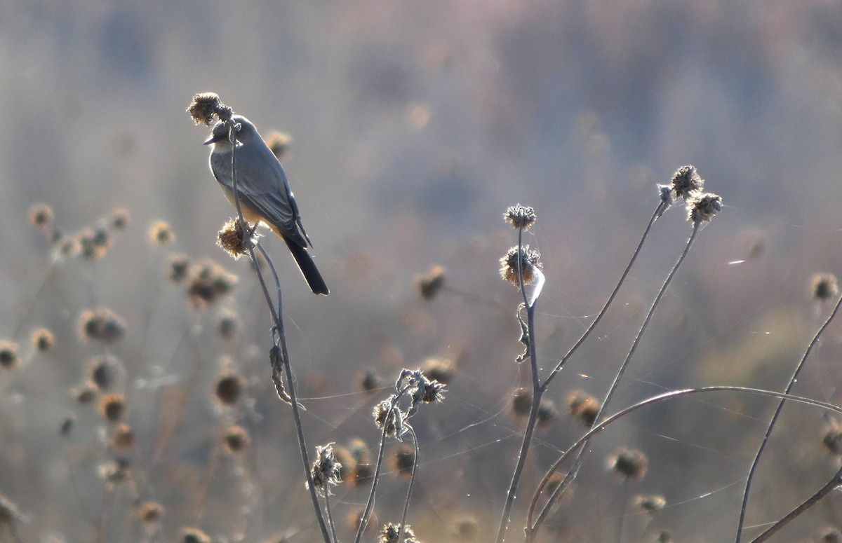 Феб великий - ML646778941