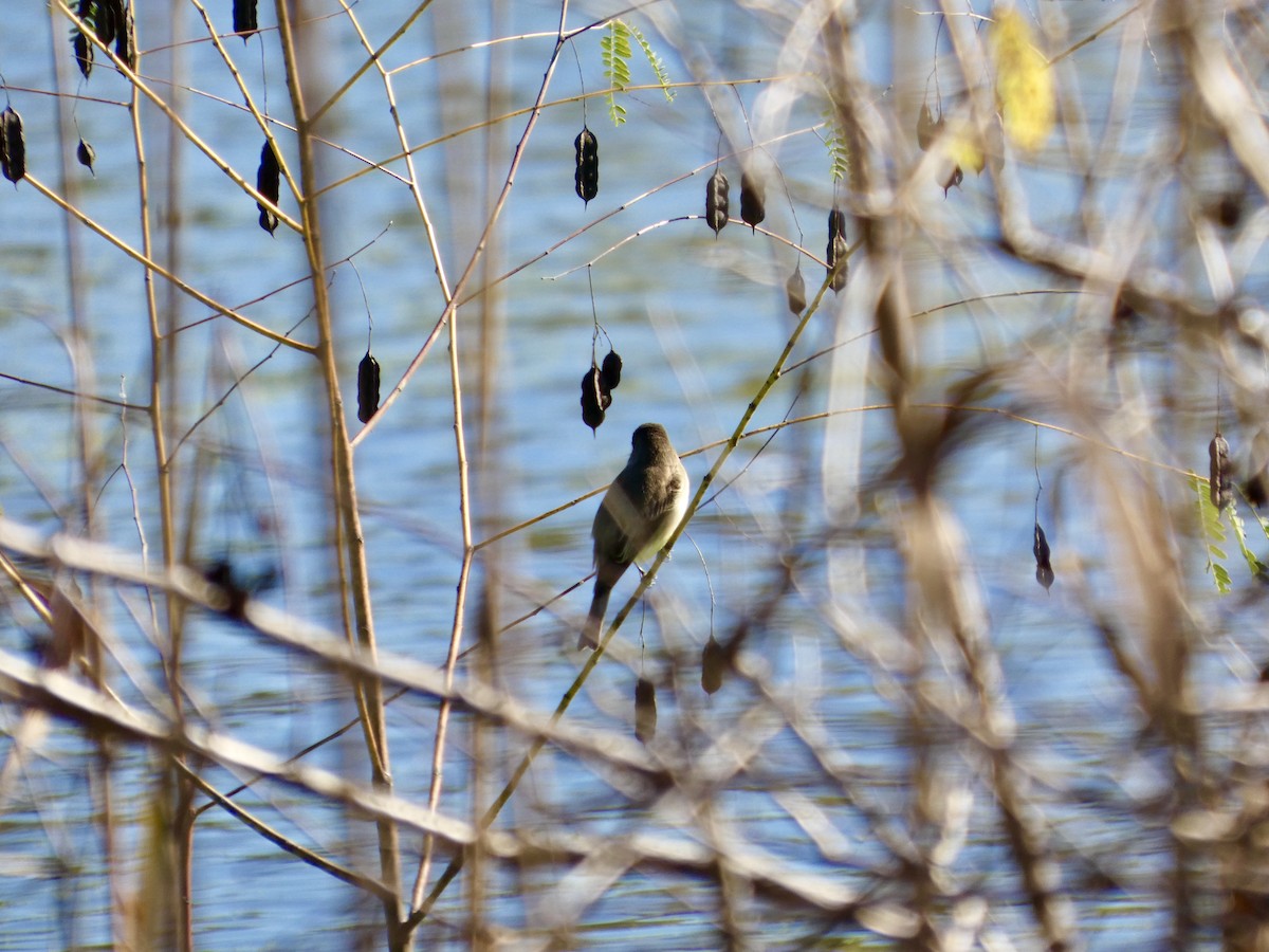 Феб буроспинний - ML646778942