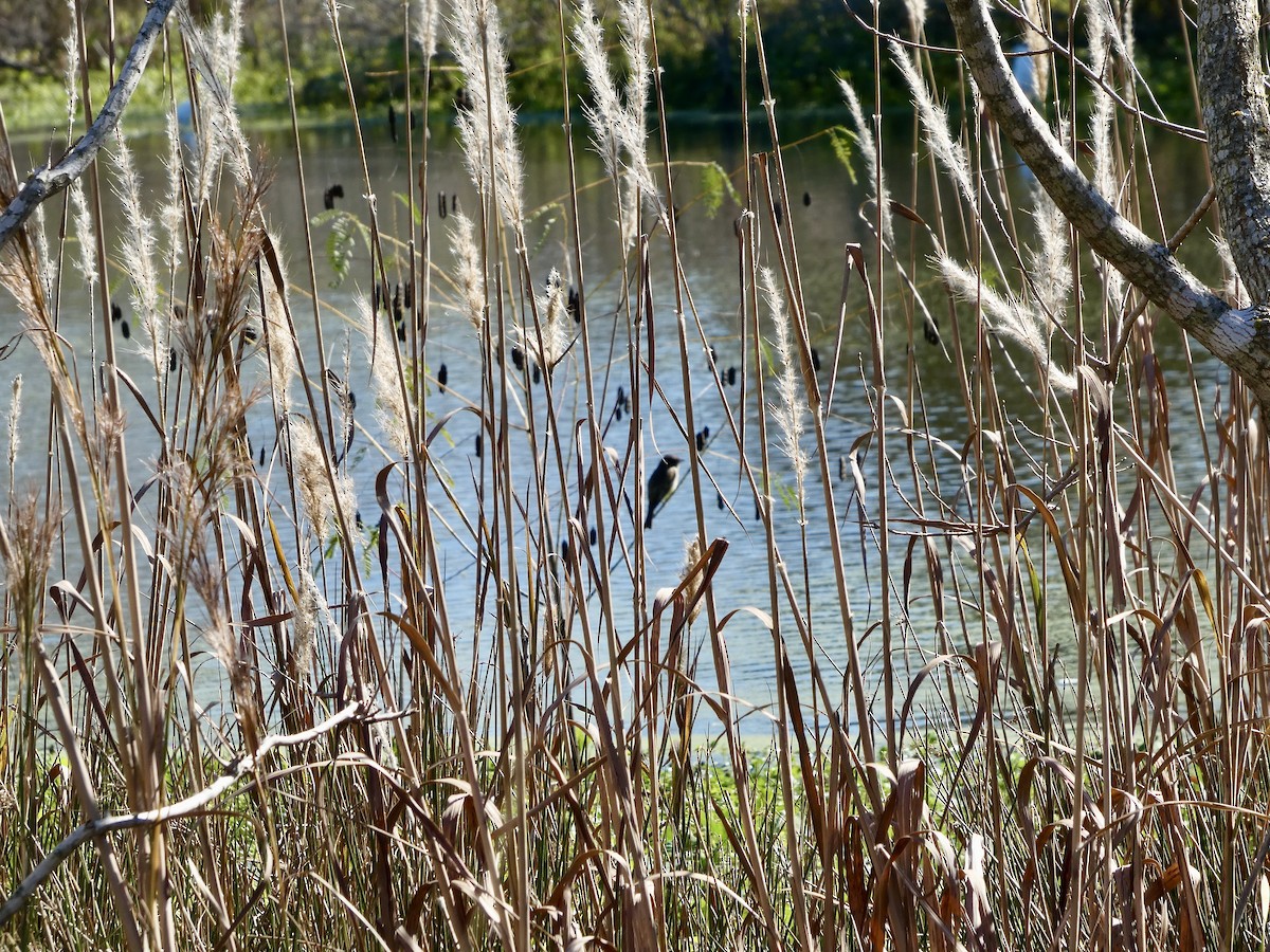 Феб буроспинний - ML646778943