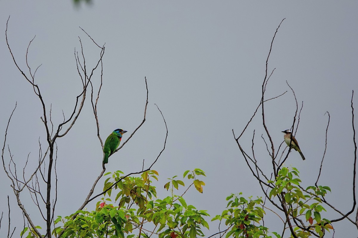 Бородастик тайванський - ML646778944