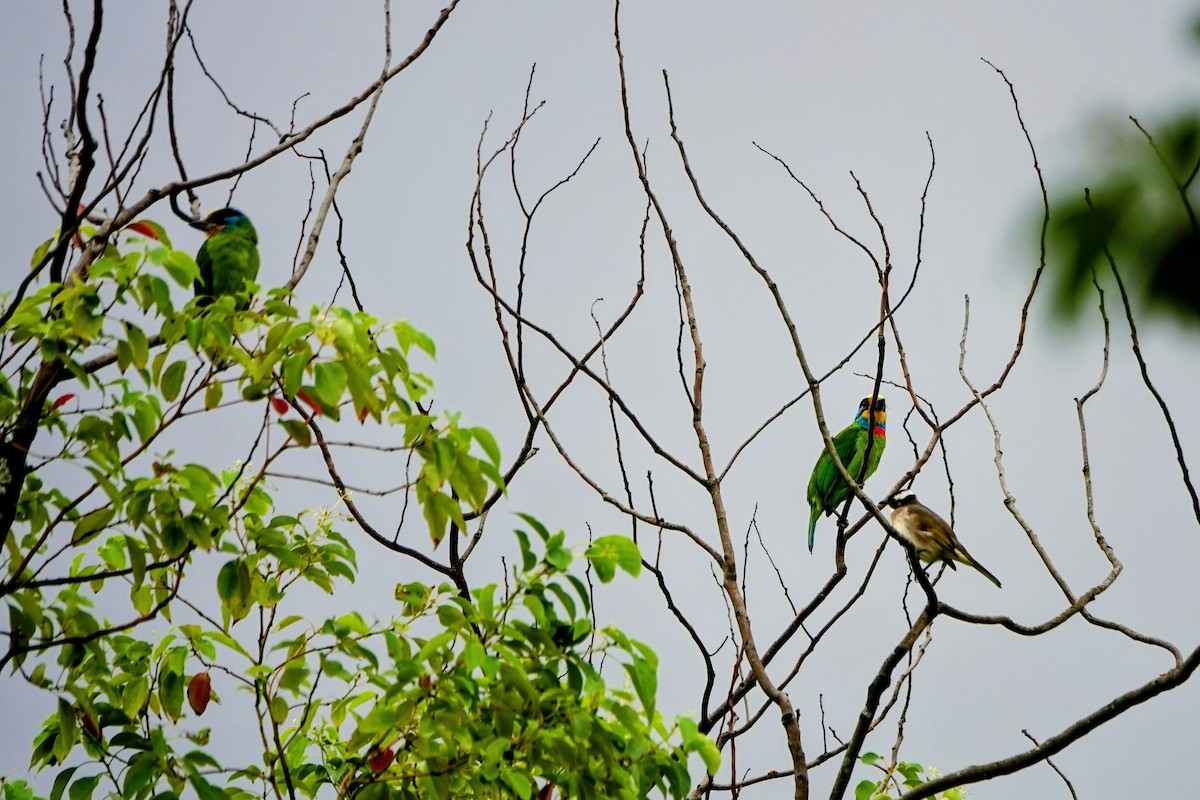 Бородастик тайванський - ML646778945