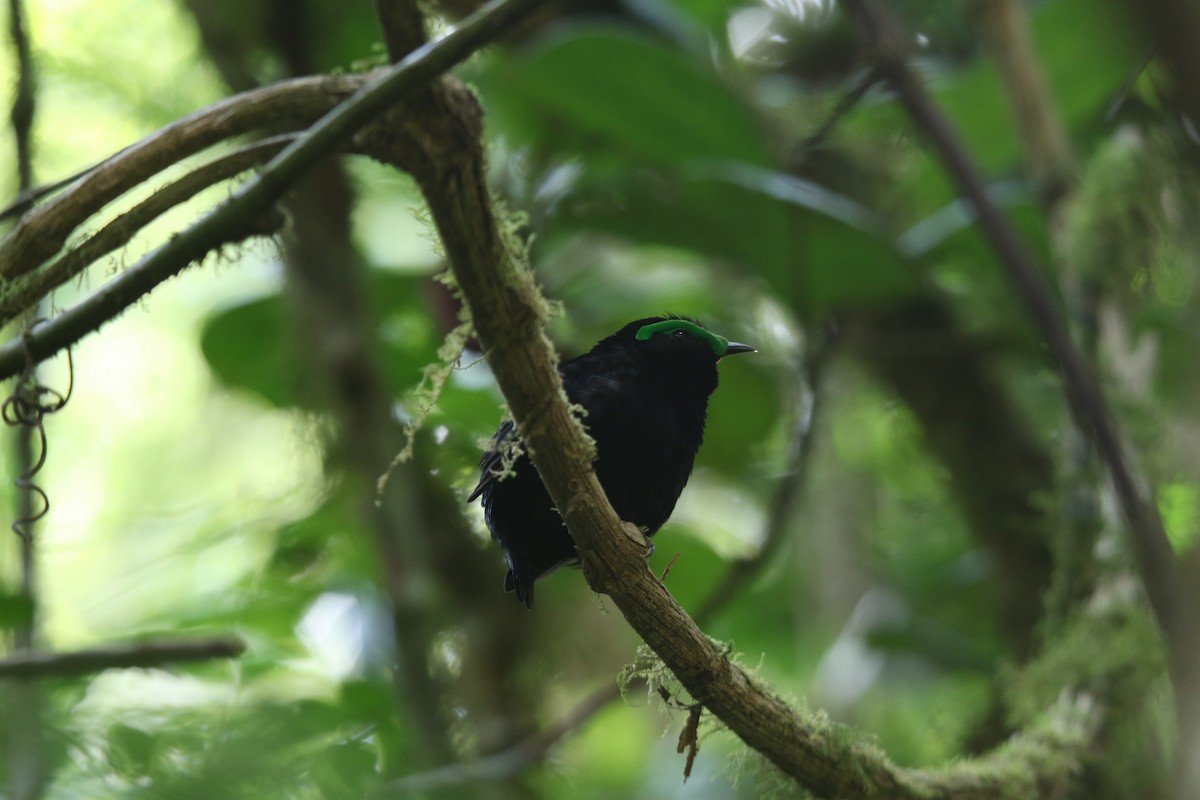 Асіті чорний - ML646778948