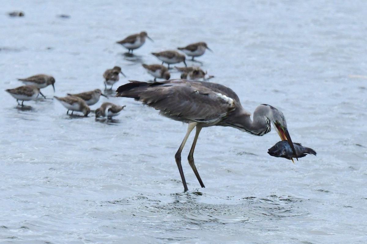 Чапля сіра - ML646778949
