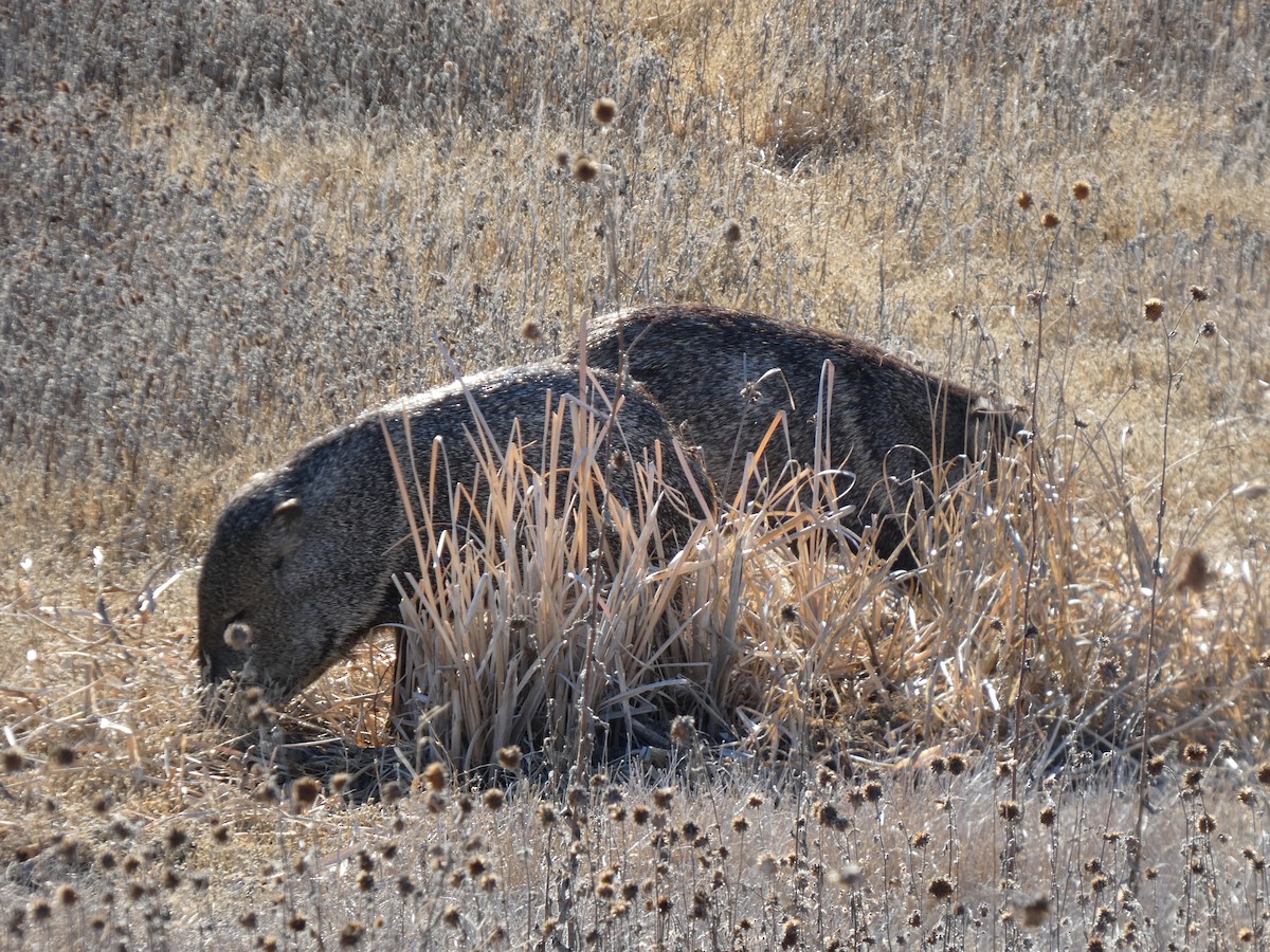 Animaux - ML646778953