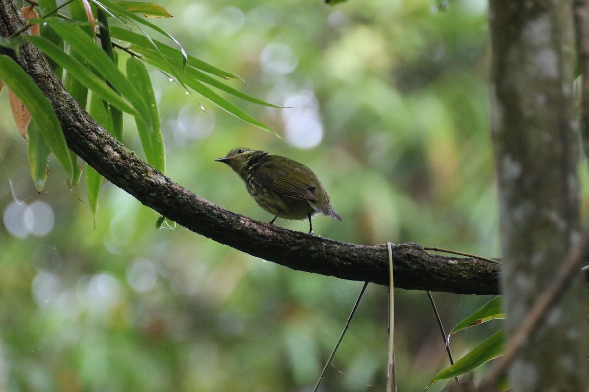 Асіті чорний - ML646778954