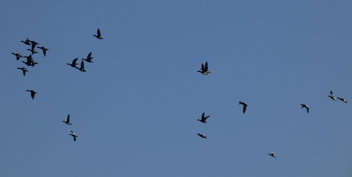 Свищ американський - ML646778956