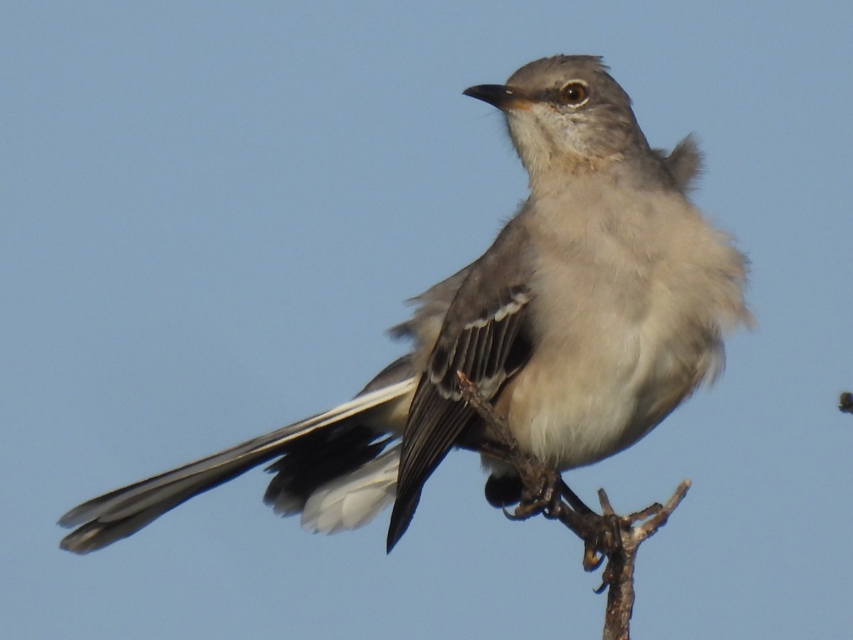 Пересмішник багатоголосий - ML646778957
