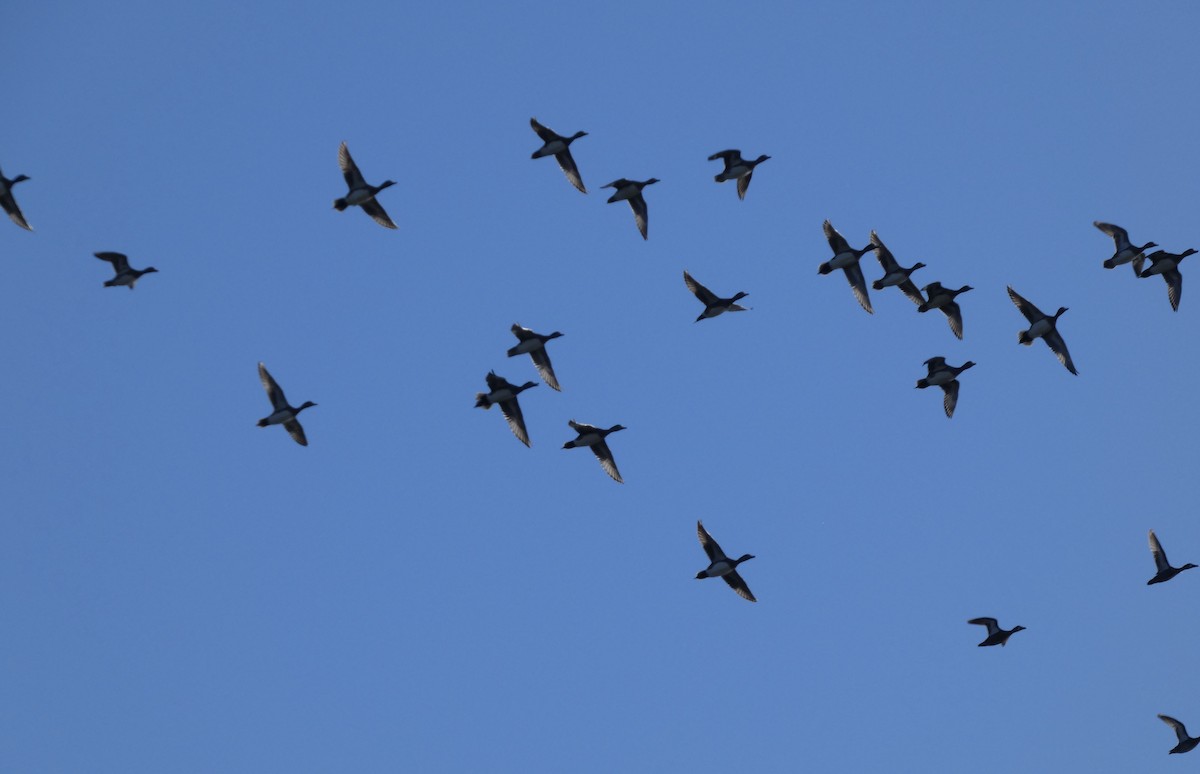 Свищ американський - ML646778958