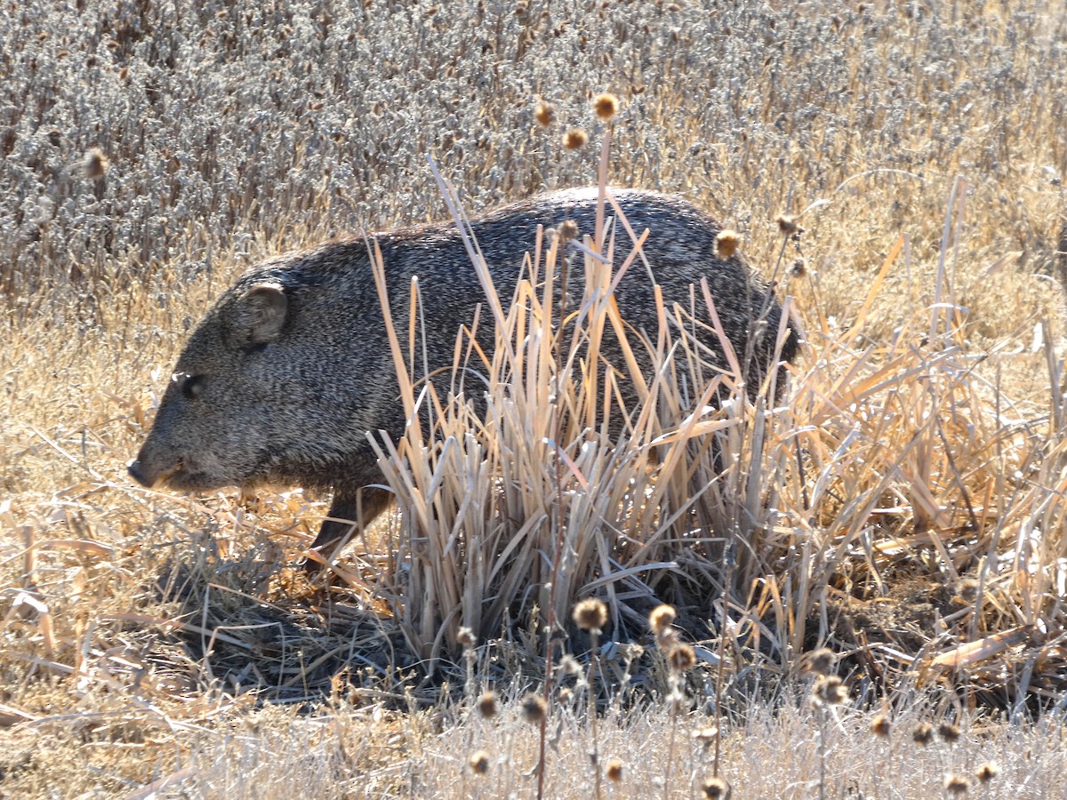 Animaux - ML646778959