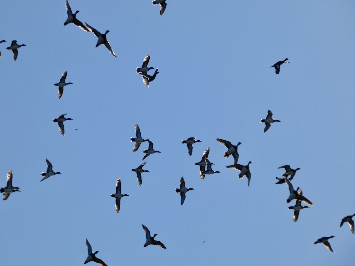 Свищ американський - ML646778961