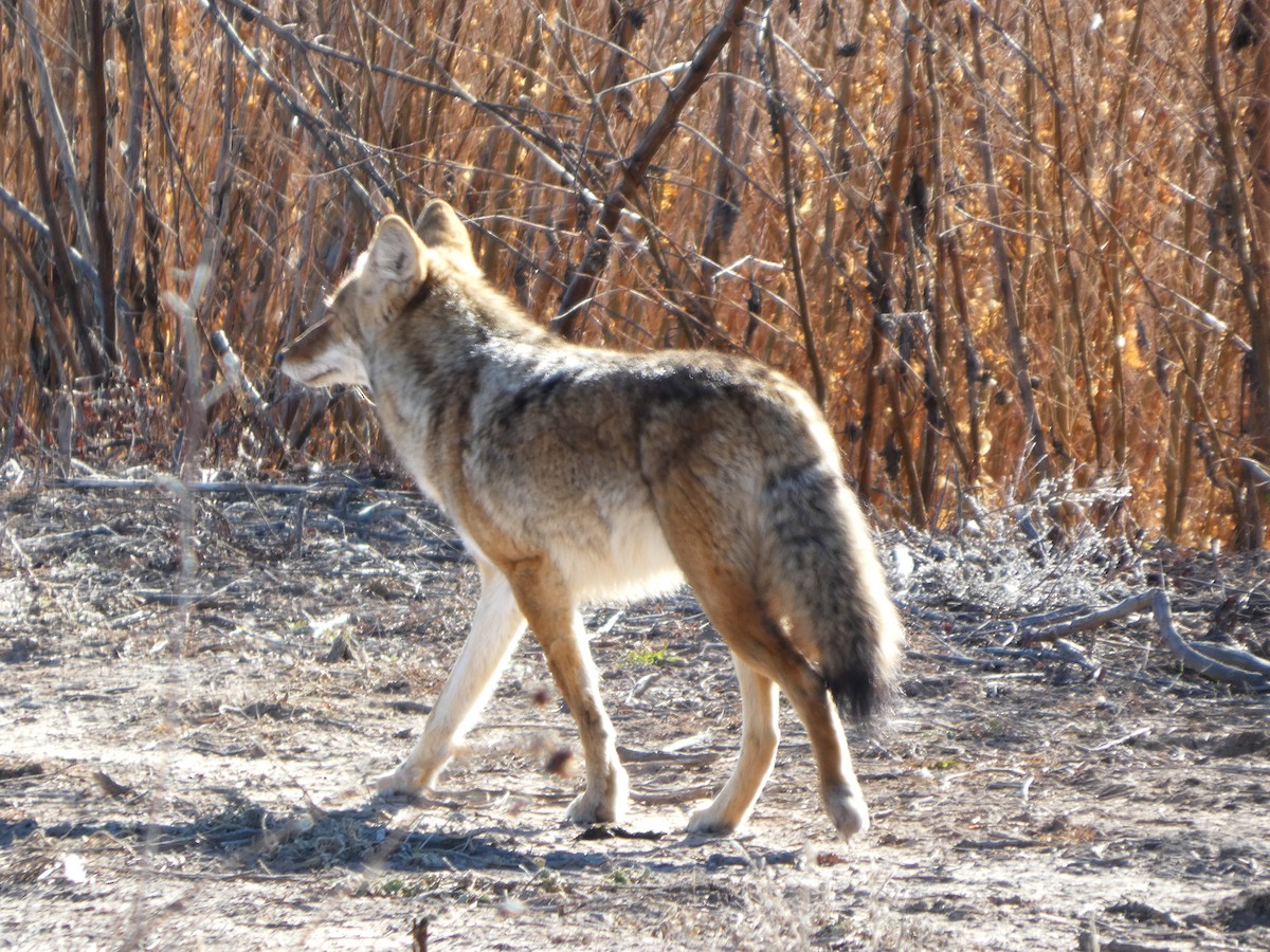 Animaux - ML646778963