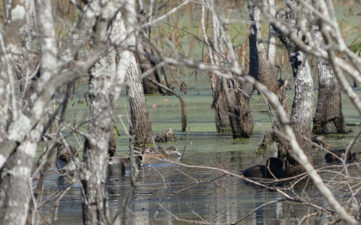 Свищ американський - ML646778964
