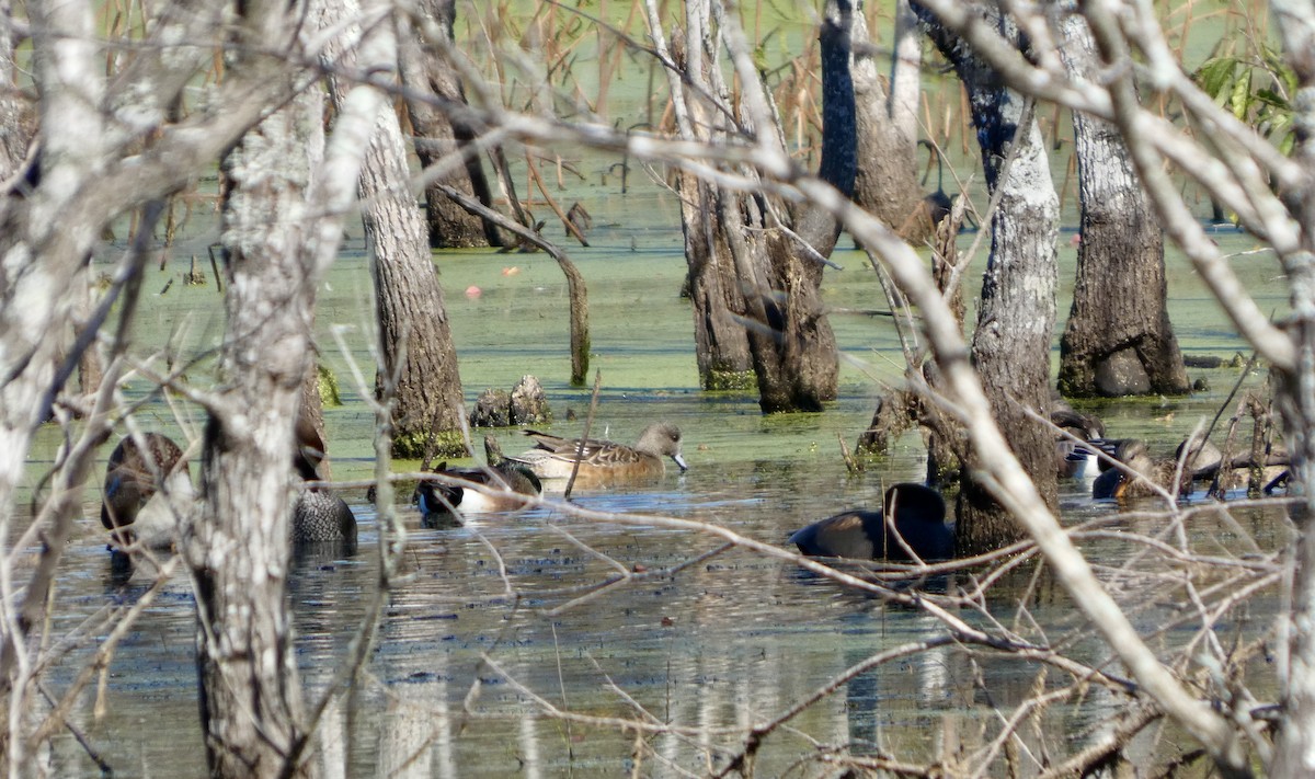 アメリカヒドリ - ML646778966