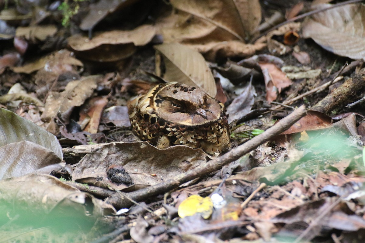 Collared Nightjar - ML646778967