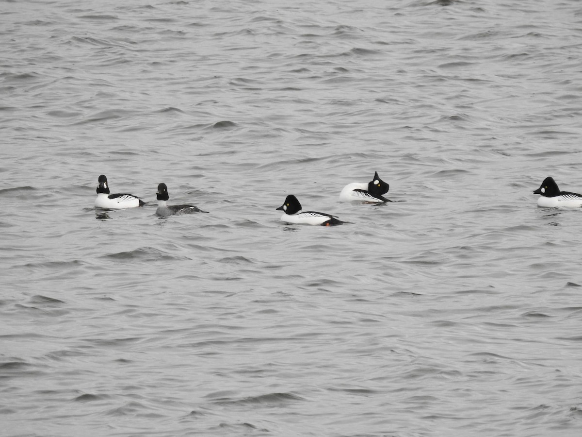 Common Goldeneye - ML646778968