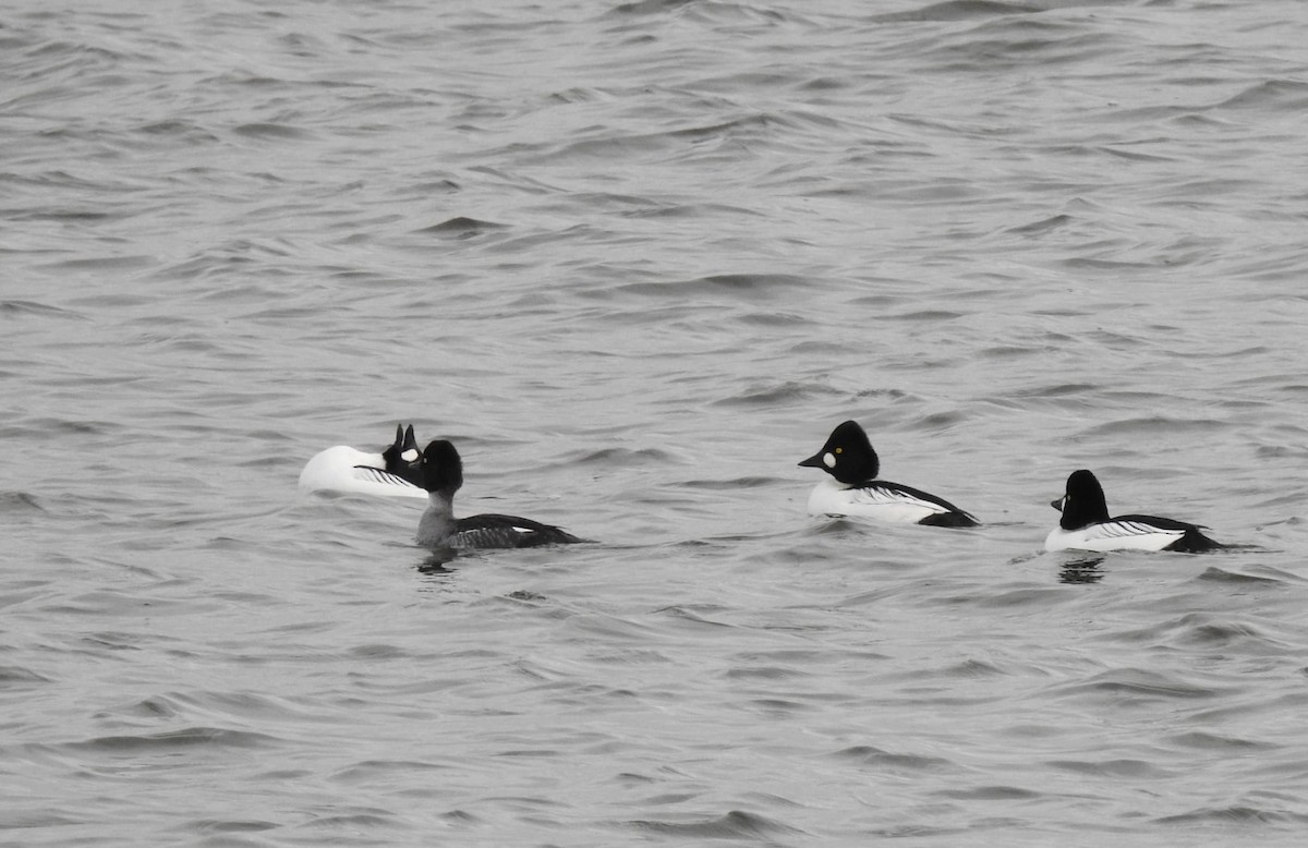Common Goldeneye - ML646778969