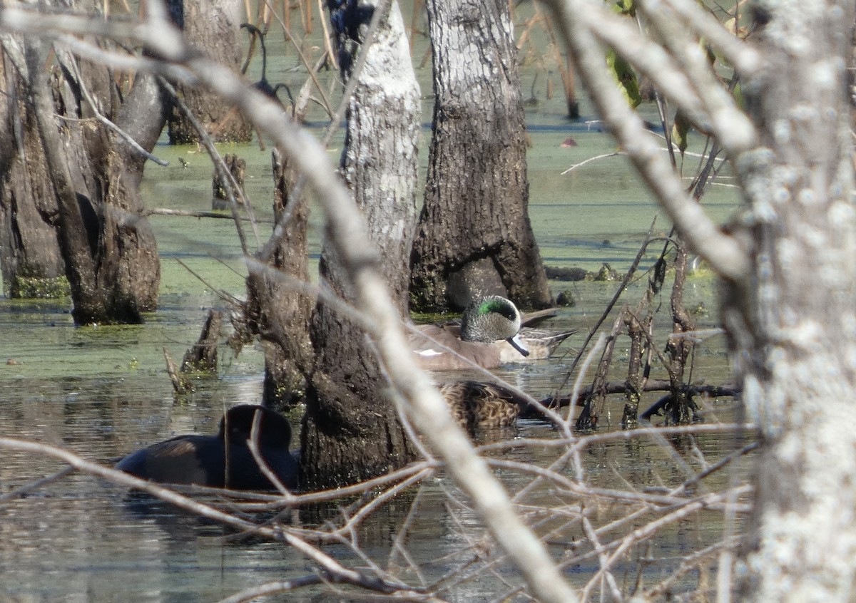 アメリカヒドリ - ML646778971