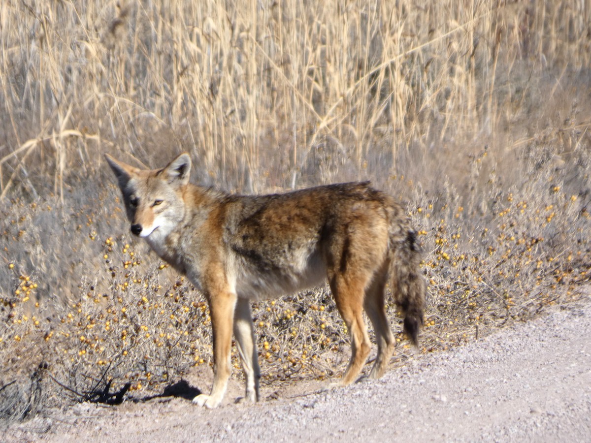 Animaux - ML646778973