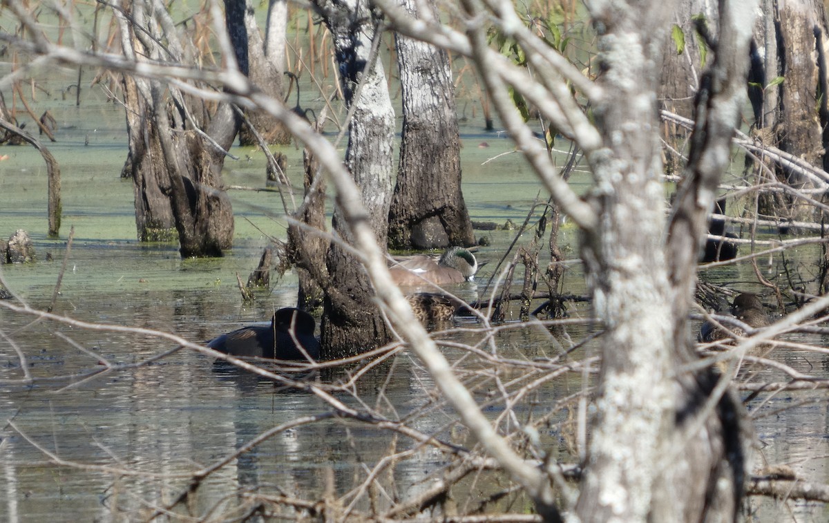 アメリカヒドリ - ML646778974