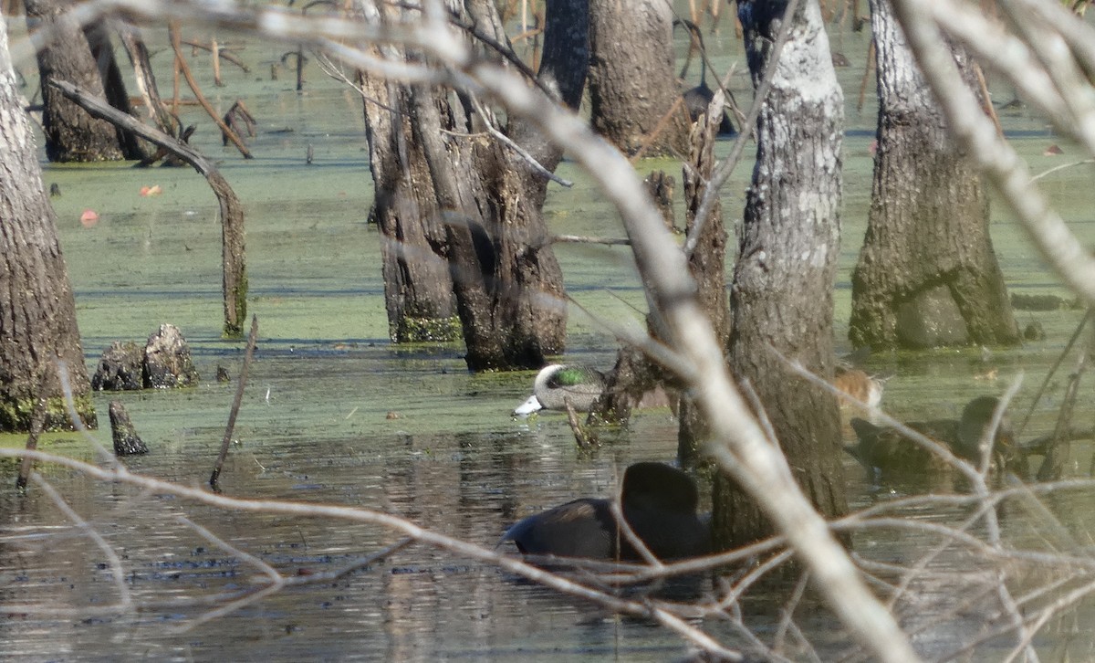 アメリカヒドリ - ML646778975