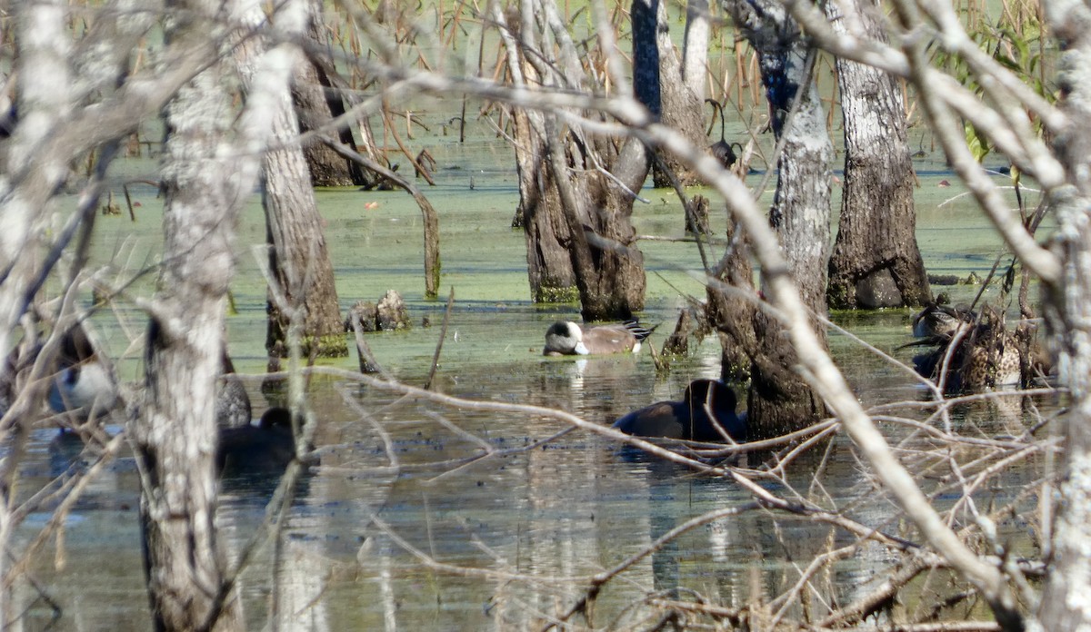 アメリカヒドリ - ML646778976