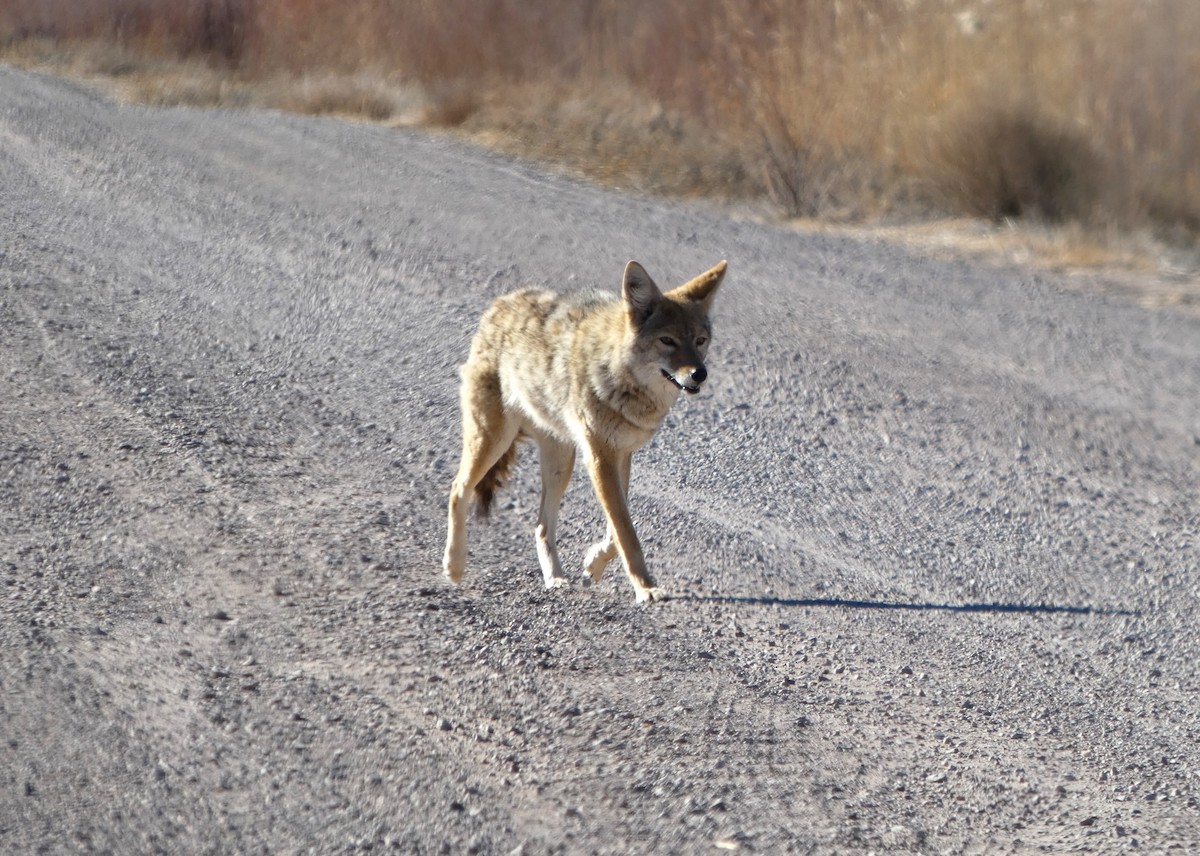 Animaux - ML646778979