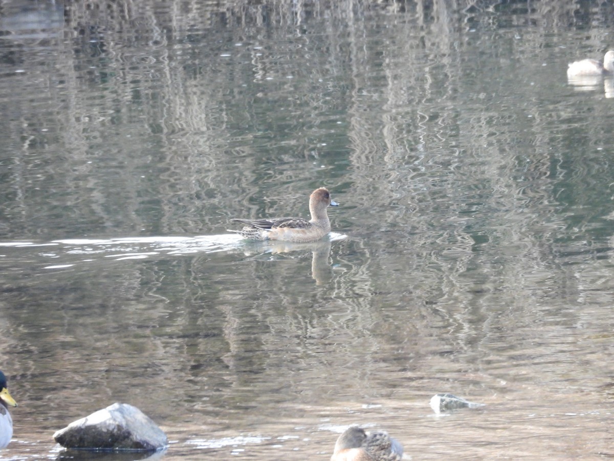 Eurasian Wigeon - ML646778980