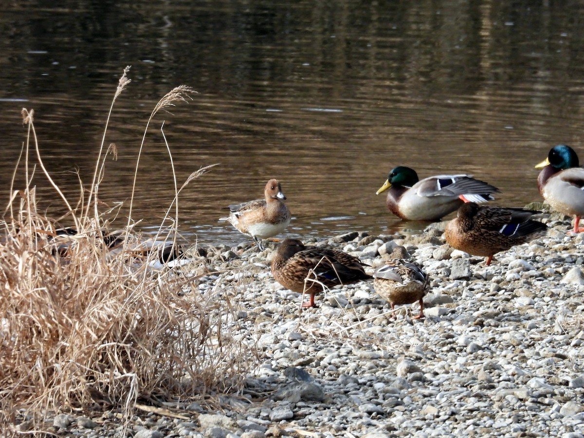 Eurasian Wigeon - ML646778981