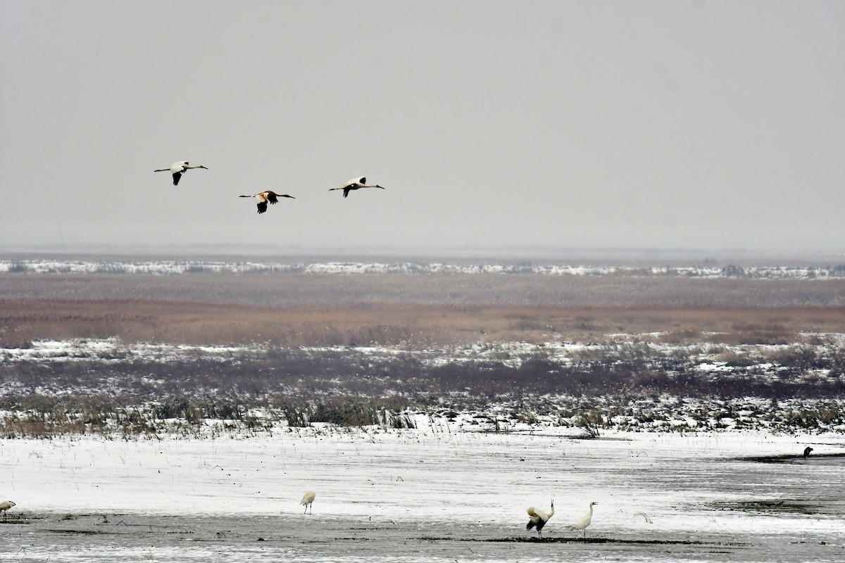 Siberian Crane - ML646778984