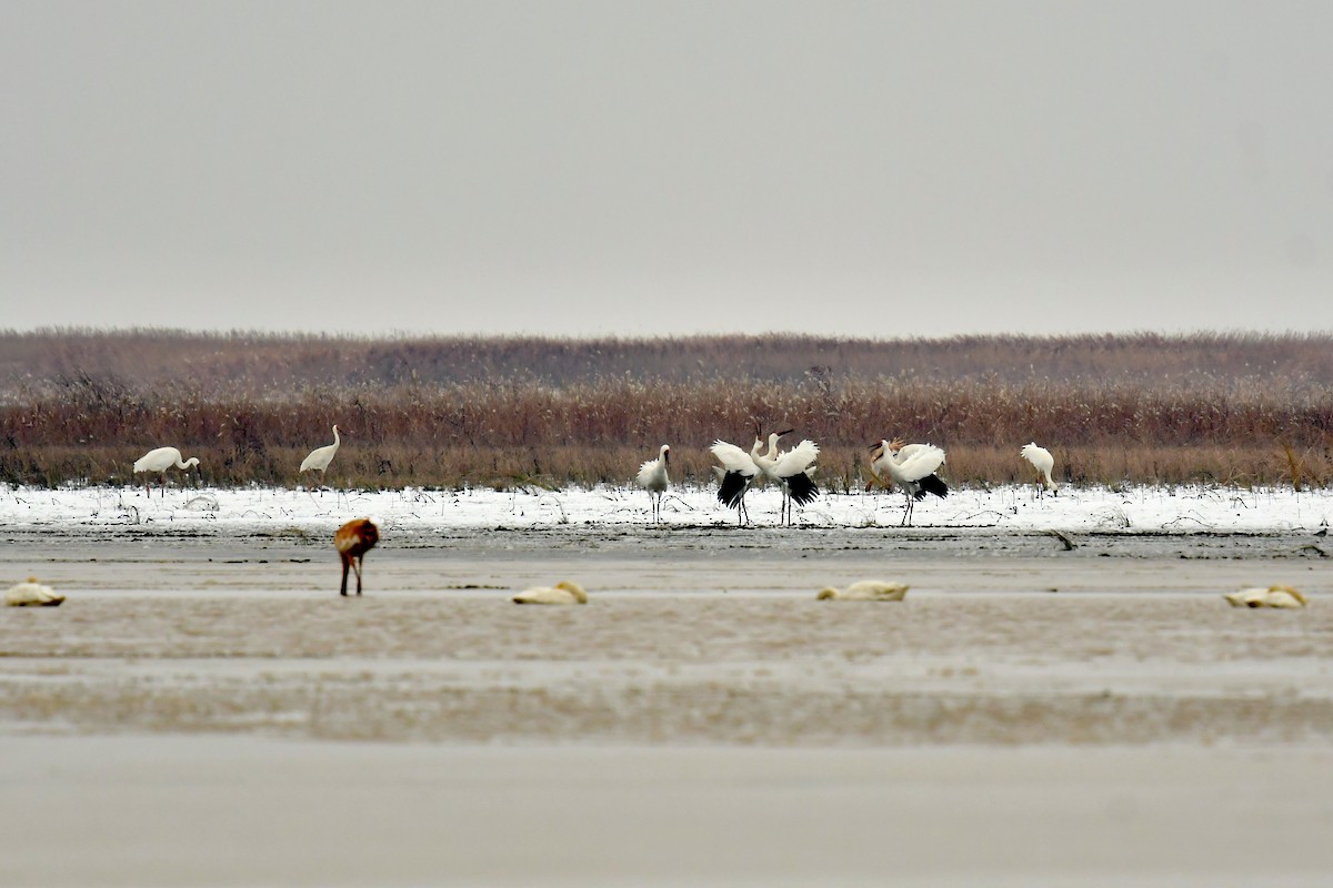 Siberian Crane - ML646778985