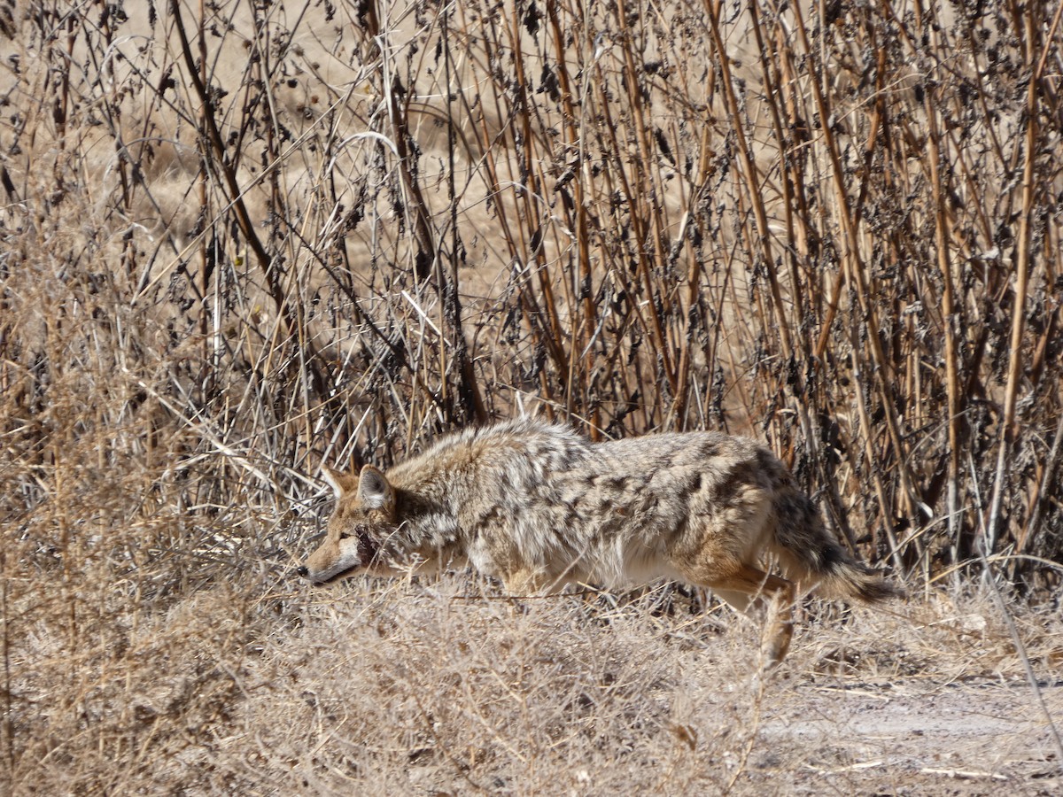 Animaux - ML646778986